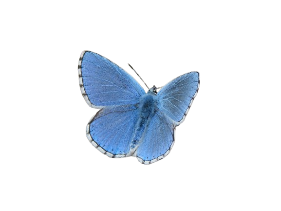 butterfly-2166099_1280-removebg-preview