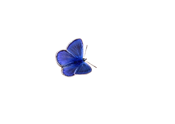 butterfly-2837589_1280-removebg-preview