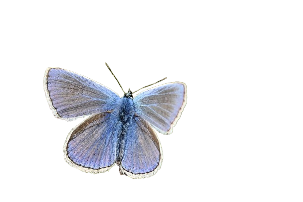 common-blue-8285440_1280-removebg-preview